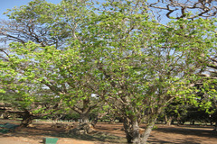 Bauhinia hookeri
